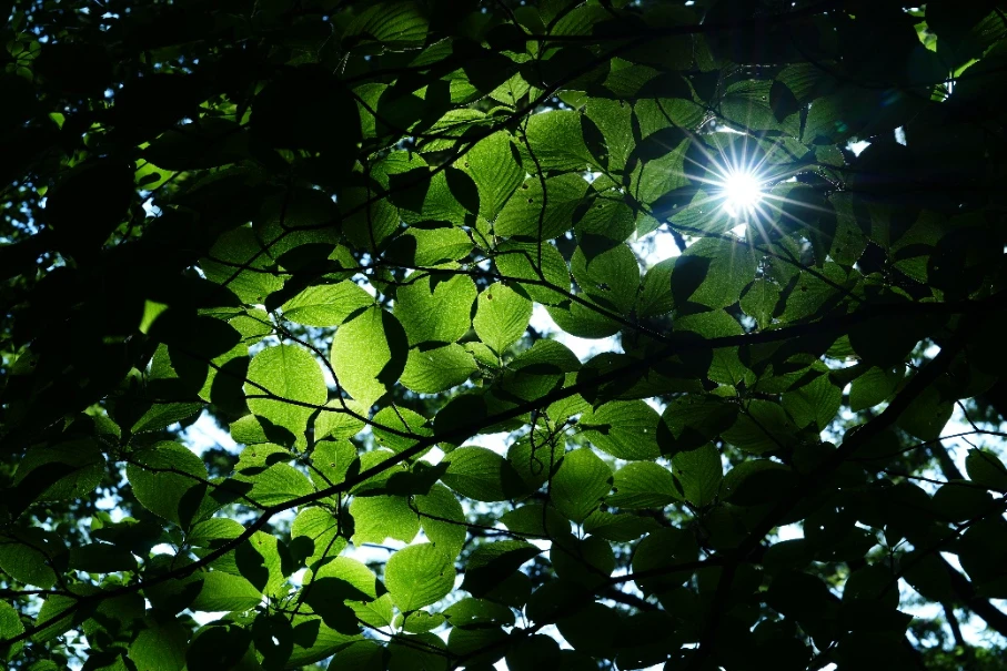 索尼轻量化人像定焦G大师镜头FE 85mm F1 拷贝.4 GM II发布963.jpg