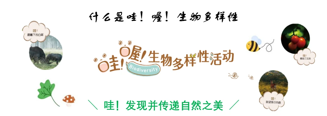 索尼举行哇！喔！生物多样性摄影比赛，以影像记录自然的Wow瞬间(4)265 拷贝.jpg