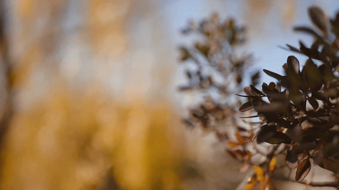 定稿_ 370_新品发布推文_35mm_F1.2_DG _20251438 拷贝.jpg