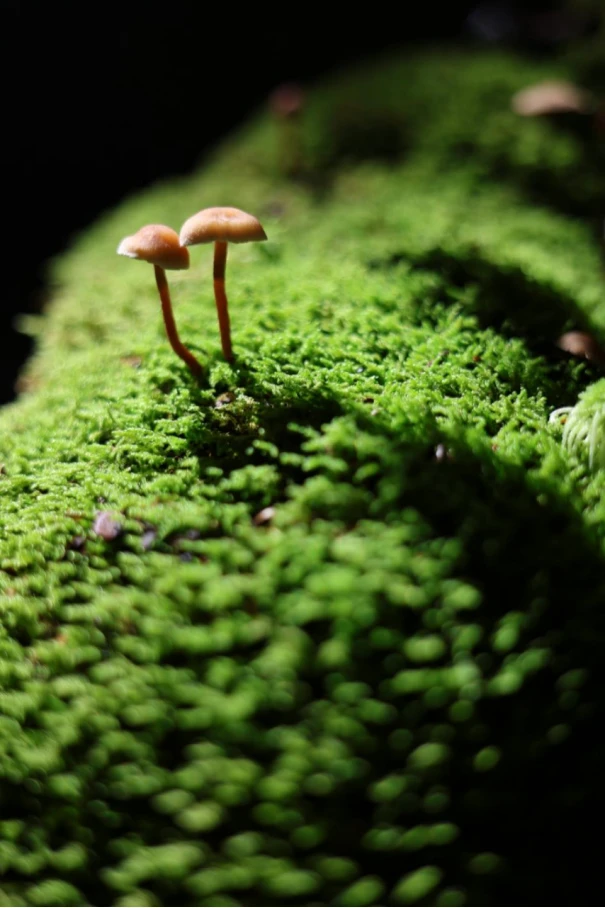 【新闻稿】佳能发布恒定F2.8光圈轻量化超广角变焦镜头RF16-28mm F2.8 IS STM1623.jpg