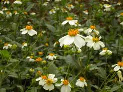 触摸操作新感受时尚尼康S230详细评测(8)