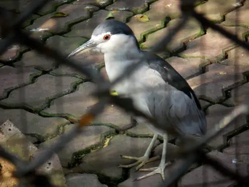 不一样的潮流风尚三星蓝调NV9详细评测(9)