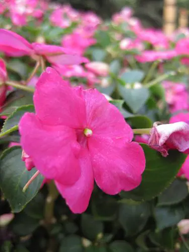 迷人金属卡片相机佳能IXUS95IS评测(8)