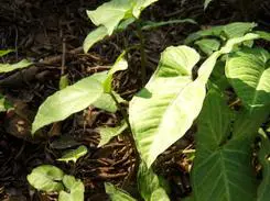 不一样的潮流风尚三星蓝调NV9详细评测(11)