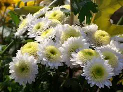 入门家用DC最高像素柯达Z1485IS评测(11)