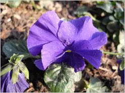 散发高级DC的魅力小巧宾得A36评测(9)