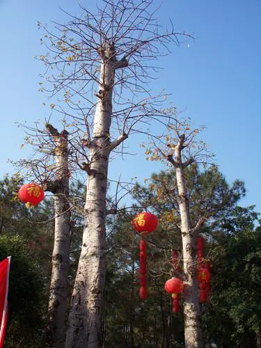 入门家用DC最高像素柯达Z1485IS评测(7)