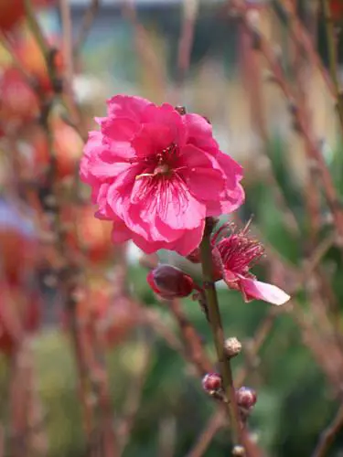 入门家用DC最高像素柯达Z1485IS评测(8)