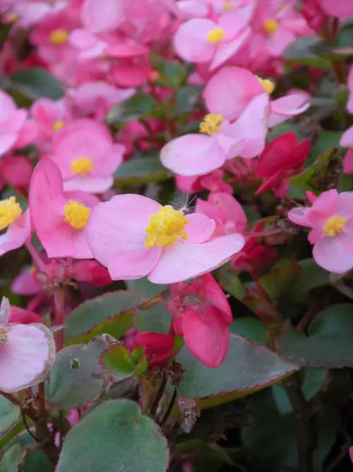 都市先锋六色系尼康COOLPIXS60评测(4)