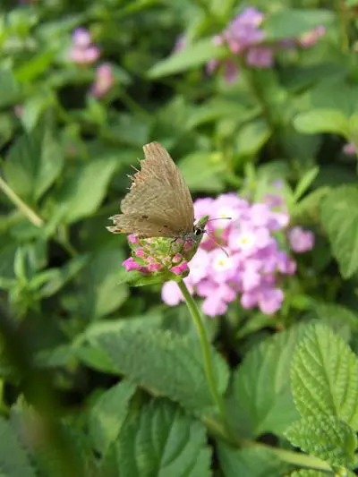 不一样的潮流风尚三星蓝调NV9详细评测(10)