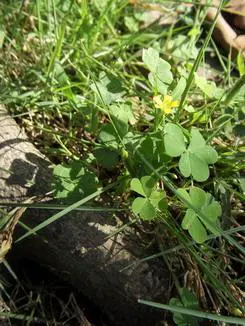 不一样的潮流风尚三星蓝调NV9详细评测(11)