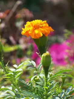 入门家用DC最高像素柯达Z1485IS评测(11)