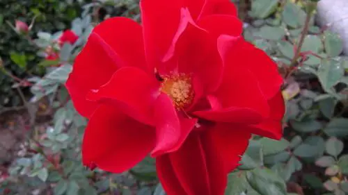 都市先锋六色系尼康COOLPIXS60评测(3)