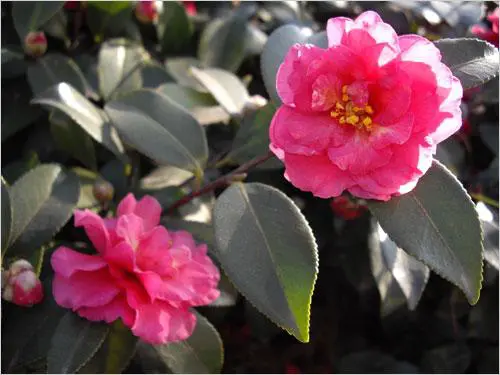 散发高级DC的魅力小巧宾得A36评测(9)