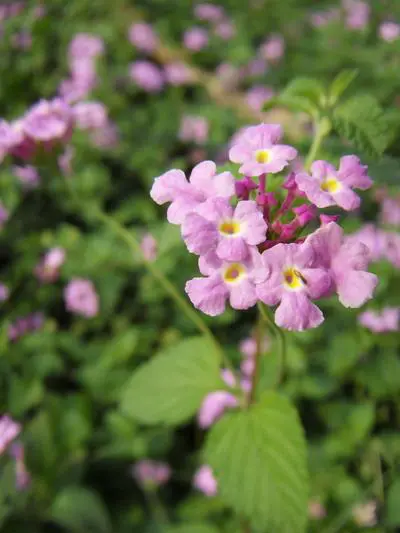 不一样的潮流风尚三星蓝调NV9详细评测(9)