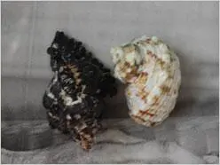 散发高级DC的魅力小巧宾得A36评测(6)