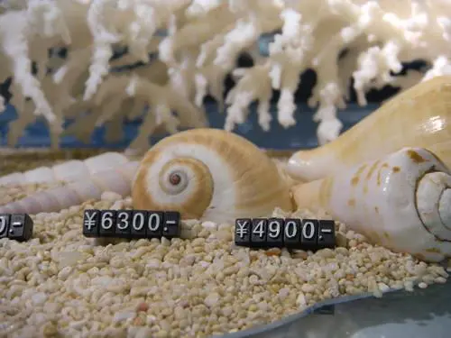 都市先锋六色系尼康COOLPIXS60评测(5)