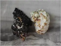 散发高级DC的魅力小巧宾得A36评测(6)