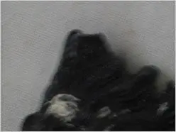 散发高级DC的魅力小巧宾得A36评测(6)