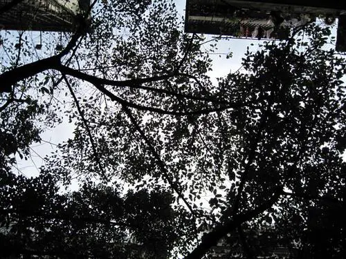 金属卡片超高像素佳能IXUS980IS评测(10)