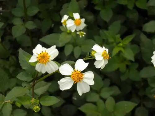 触摸操作新感受时尚尼康S230详细评测(6)