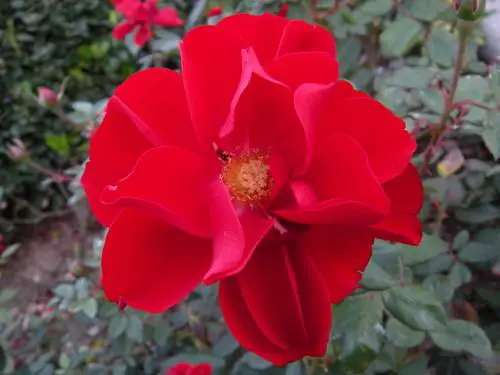 都市先锋六色系尼康COOLPIXS60评测(3)