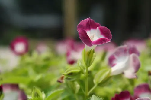 以画质取胜入门单反佳能1000D深度评测(14)