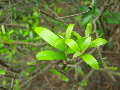 高速响应时尚DC四倍光变尼康S620评测(6)