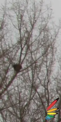 副厂镜头不副适马24-70F/2.8HSM评测(7)