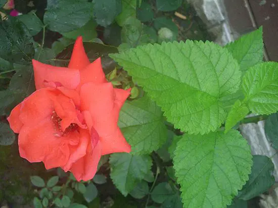 走另类路线平民级高清菲星HDV782评测(6)