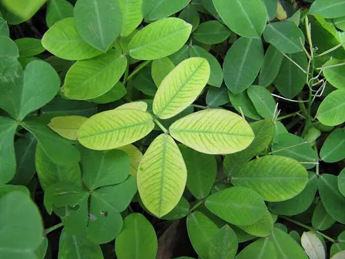 卡片机身藏巨炮轻巧佳能SX200IS评测(9)