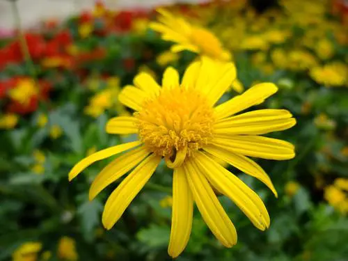 灵活多变全能相机富士F200EXR功能评测(11)