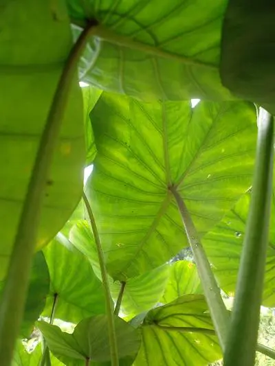 朴实无华5倍光变奥林巴斯FE-370评测(10)