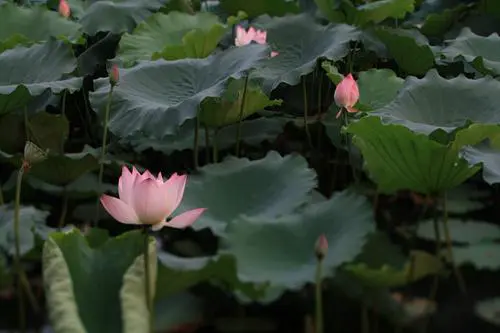 以画质取胜入门单反佳能1000D深度评测(20)