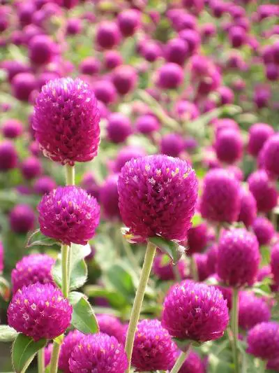 时尚可爱不乏精致小巧佳能E1详尽评测(10)