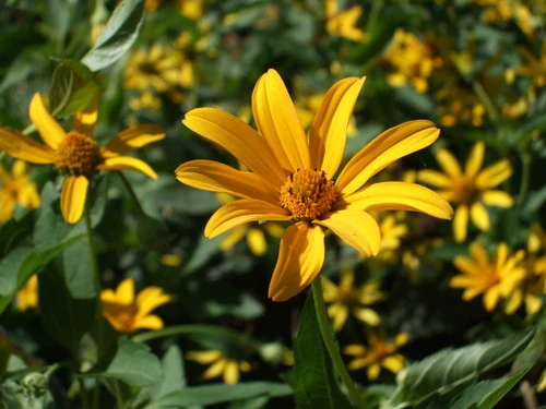 第七代Super CCD 富士高性价比F60fd评测 