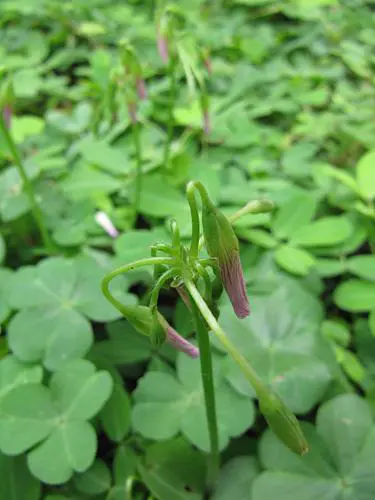 卡片机身藏巨炮轻巧佳能SX200IS评测(9)