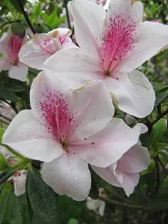 卡片机身藏巨炮轻巧佳能SX200IS评测(11)