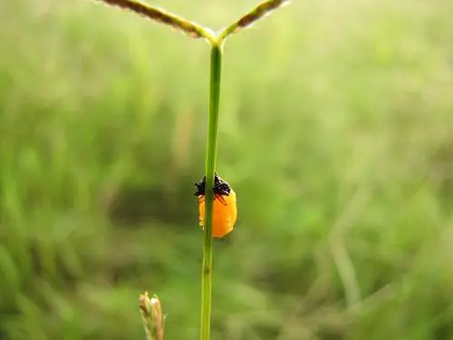 压倒性长焦力量20倍光变佳能SX10IS评(7)
