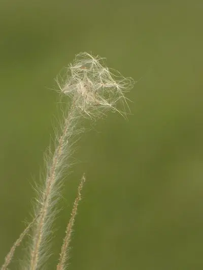 压倒性长焦力量20倍光变佳能SX10IS评(7)