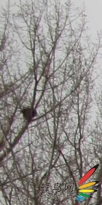 副厂镜头不副适马24-70F/2.8HSM评测(7)