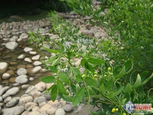 拥有92万像素触摸屏时尚索尼T700评测(11)