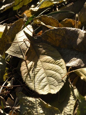 s60的第五期评测 