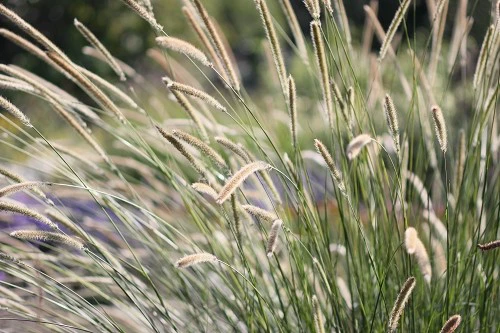 出色1500万像素 佳能50D国外评测样片