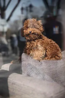 副厂镜头不副适马24-70F/2.8HSM评测(10)