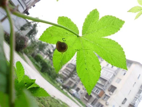 不仅是配置强大 明基卡片机T1260评测