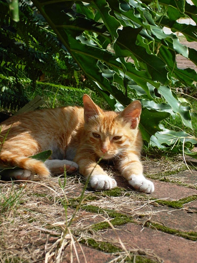 三星NV100HD评测 三星NV100HD评测