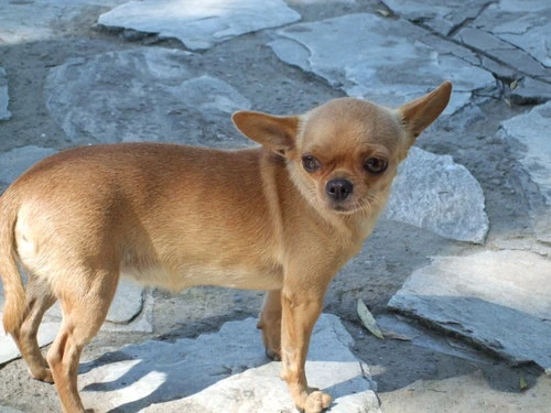 第七代Super CCD 富士高性价比F60fd评测 