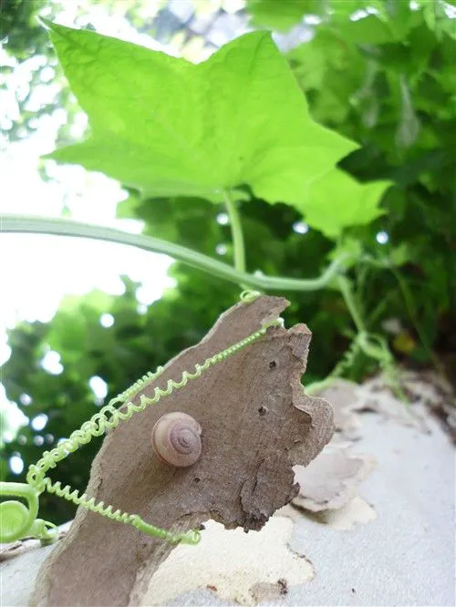 不仅是配置强大 明基卡片机T1260评测