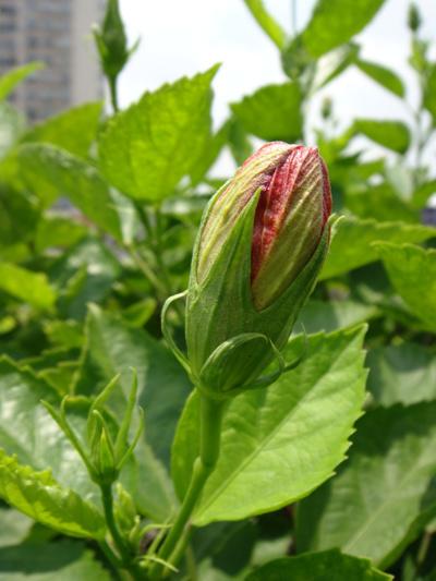 金属机身时尚卡片DC索尼T700详细评测(16)